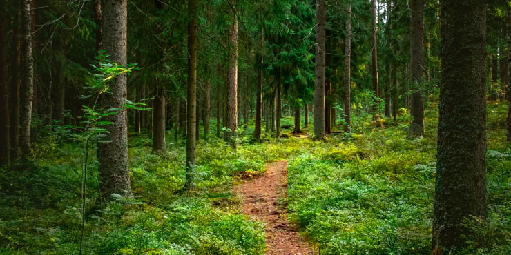 Vuotuinen metsävähennys nousee 75 prosenttiin