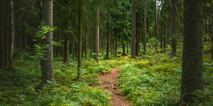 Metsävähennysoikeus kasvaa vuodesta 2026 alkaen